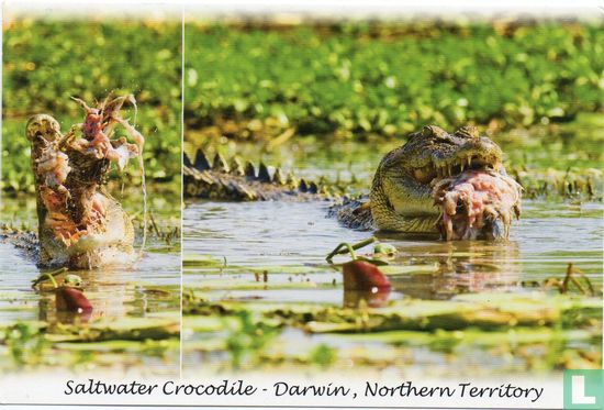 Saltwater Crocodile - Darwin, Northern Territory - Bild 1