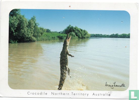 Crocodile, Northern Territory, Australia. - Bild 1