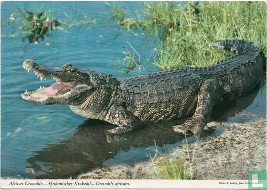 African Crocodile - Afbeelding 1