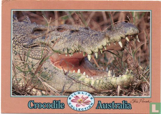 Crocodile Australia - Bild 1