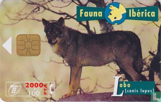 Lobo [canis lupus] - Afbeelding 1