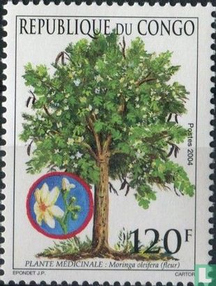Meerrettichbaum 