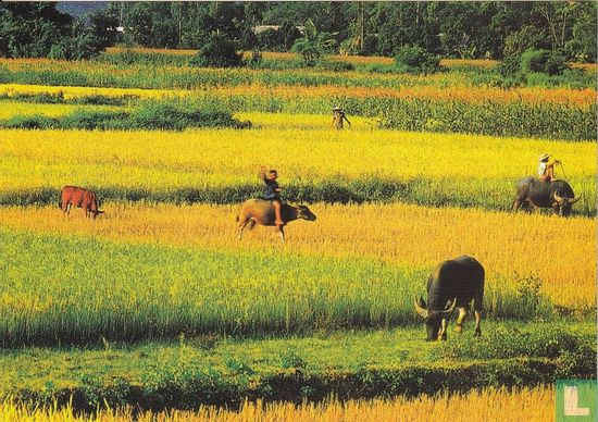 Country life in Vietnam - Afbeelding 1