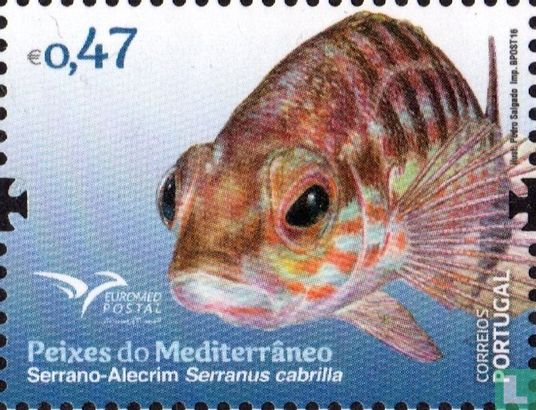 Fish of the Mediterranean