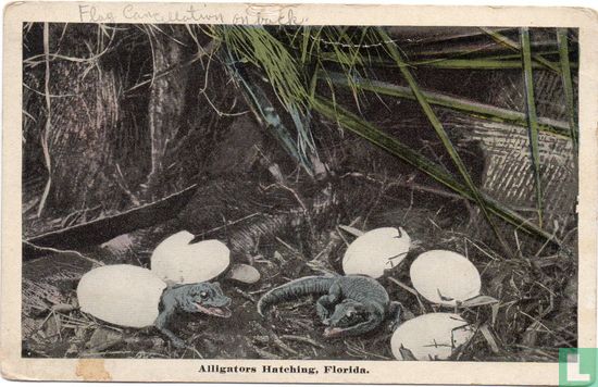Alligators Hatching, Florida - Afbeelding 1