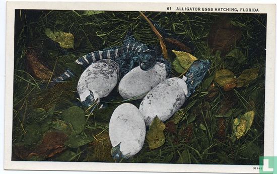 Alligator Eggs Hatching, Florida - Image 1