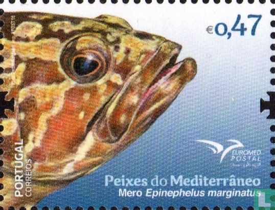 Fish of the Mediterranean