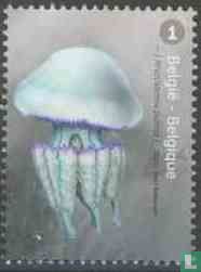 Jellyfish in the North Sea