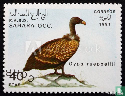 Rüppell's vulture