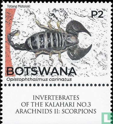 Wirbellose Tiere der Kalahari: Skorpione