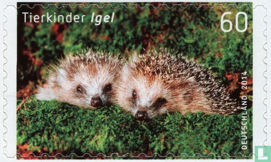 Young hedgehogs