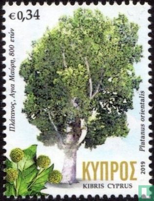 Centennial trees in Cyprus