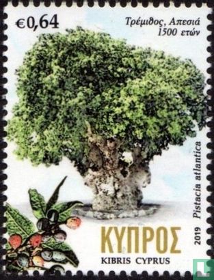 Eeuwenoude bomen in Cyprus