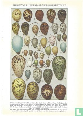 Eieren van in Nederland voorkomende vogels