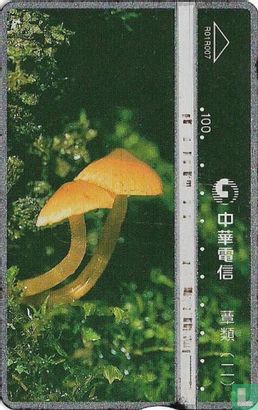 Mushrooms - Bild 1