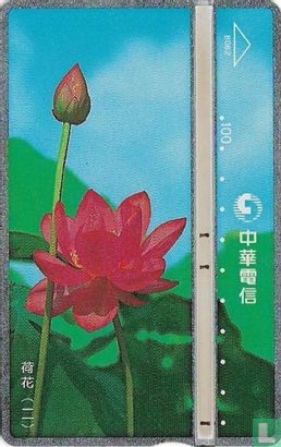 Lotus Flowers - Afbeelding 1