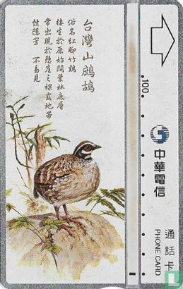 Taiwan Bird - Image 1