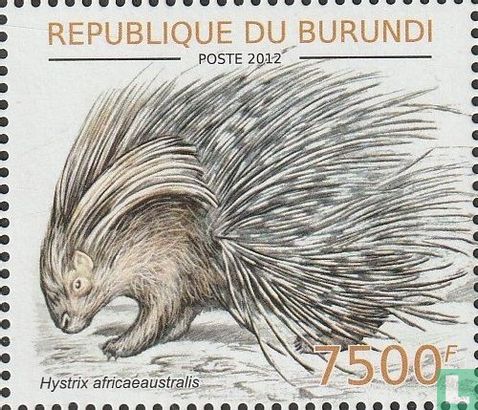 African porcupine