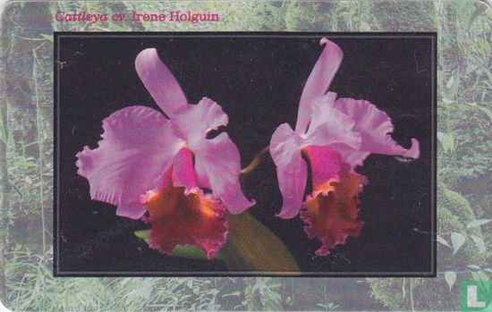 Cattleya cv. Irene Holguin - Afbeelding 2