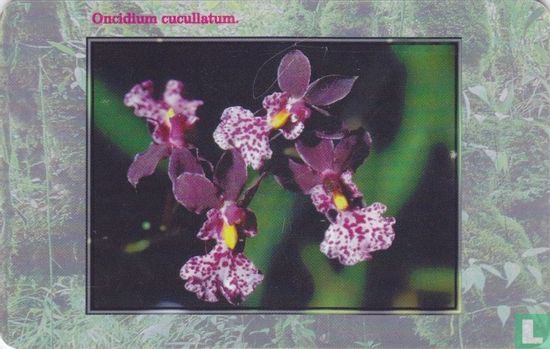 Oncidium cucullatum. - Image 2