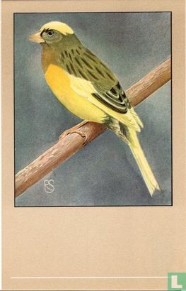Kanarie (geel, bont) / Canari panaché / Kanarienvogel (bunt) / Canary variegated / Serinus canarius - Afbeelding 1