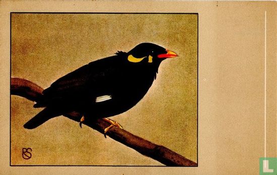 Beo / Mainate religieux / Beo / Hill mynah / Eulabes religiosa - Afbeelding 1