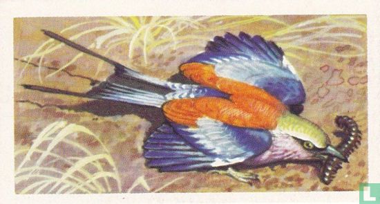 Lilac-Breasted Roller - Image 1