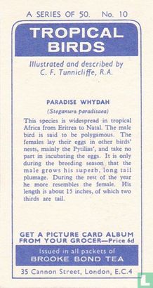Paradise Whydah - Image 2