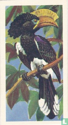 Crested Hornbill - Afbeelding 1