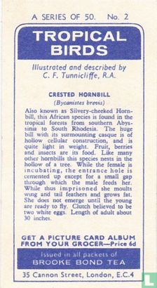 Crested Hornbill - Afbeelding 2