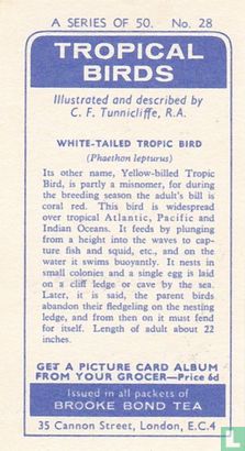 White-Tailed Tropic Bird - Bild 2