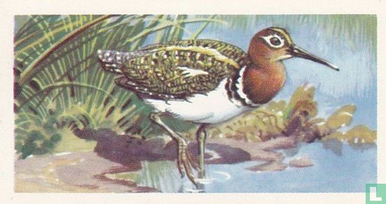 Painted Snipe - Image 1