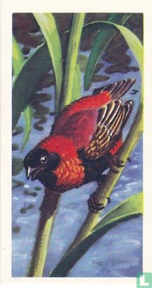 Red Bishop Bird - Image 1