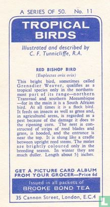 Red Bishop Bird - Image 2