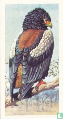 Bateleur Eagle - Afbeelding 1