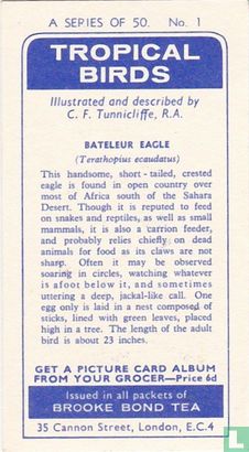 Bateleur Eagle - Afbeelding 2