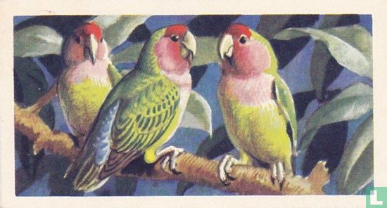Peach or Rosy-Faced Lovebird - Image 1