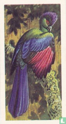 Purple-Crested Turaco - Afbeelding 1