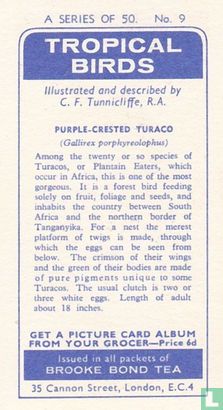 Purple-Crested Turaco - Bild 2