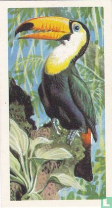 Toco Toucan - Image 1