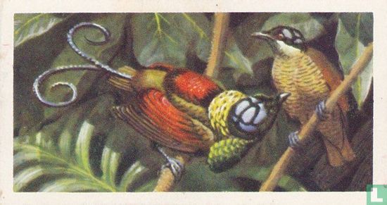 Wilson's Bird of Paradise - Afbeelding 1