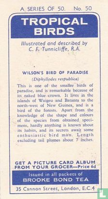 Wilson's Bird of Paradise - Afbeelding 2