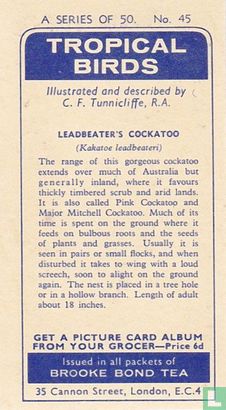 Leadbeater's Cockatoo - Image 2