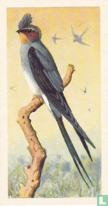 Indian Crested Swift - Bild 1