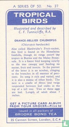 Orange-Bellied Chloropsis - Bild 2