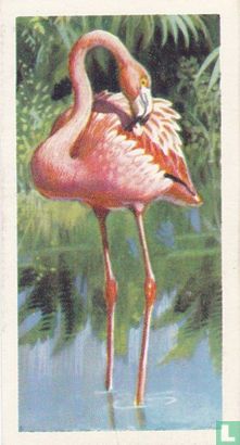 Rosy Flamingo - Afbeelding 1