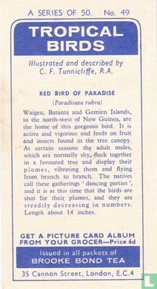 Red Bird of Paradise - Afbeelding 2