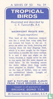 Magnificent Frigate Bird - Afbeelding 2