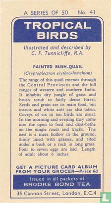 Painted Bush-Quail - Afbeelding 2