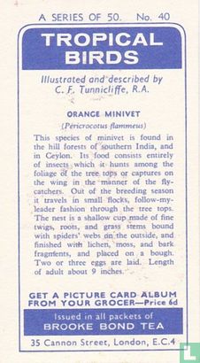 Orange Minivet - Image 2